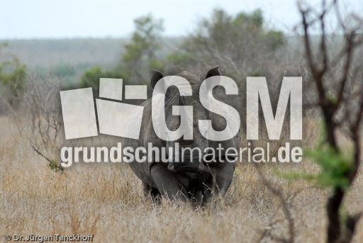 Breitmaulnashorn (8 von 28).jpg